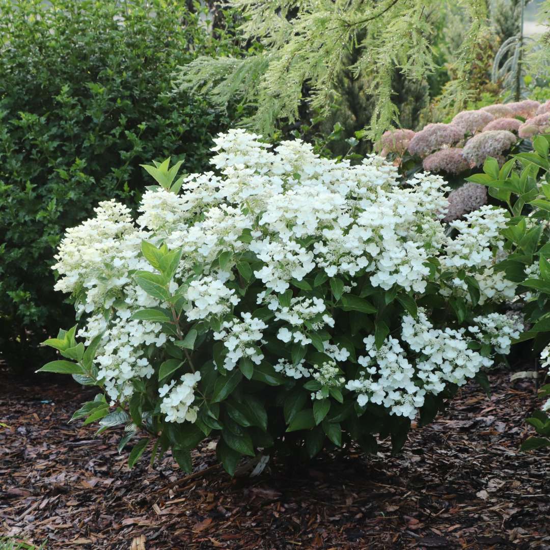 One Quick Fire Kickoff hydrangea with white flowers in the landscape. 