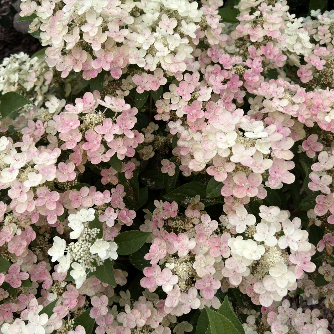 Close up of white panicle hydrangea flowers. 