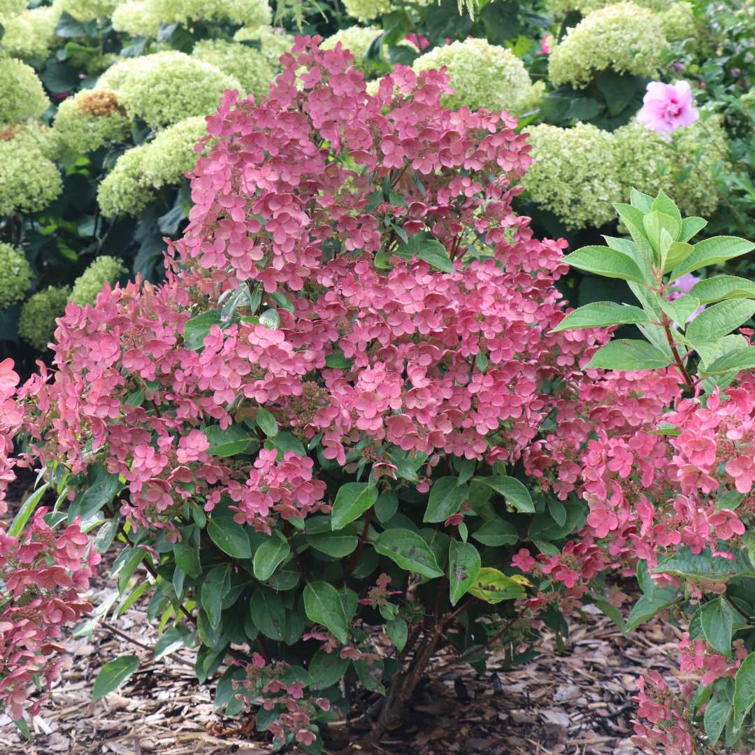 One Quick Fire Kickoff hydrangea with pink flowers in the landscape. 