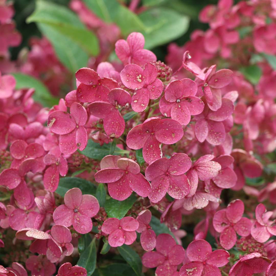 Close up of pink-red panicle hydrangea flowers. 