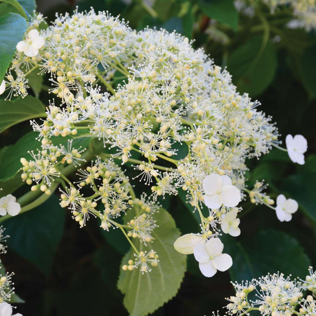 Close-up of white flowers. 