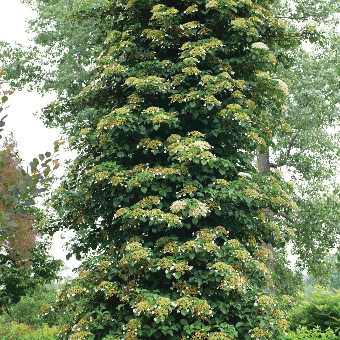 Climbing hydrangea in the landscape. 