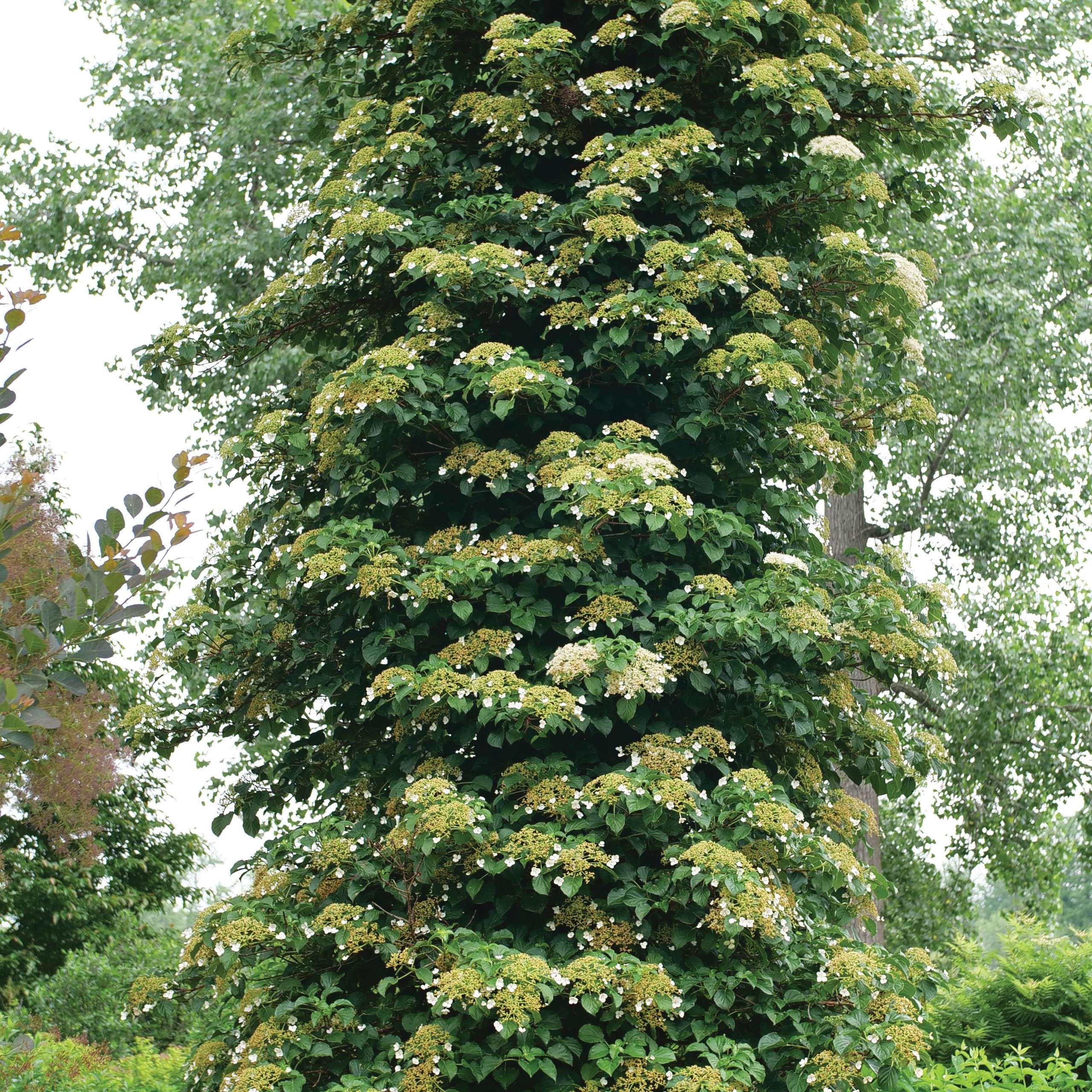 Climbing hydrangea in the landscape. 