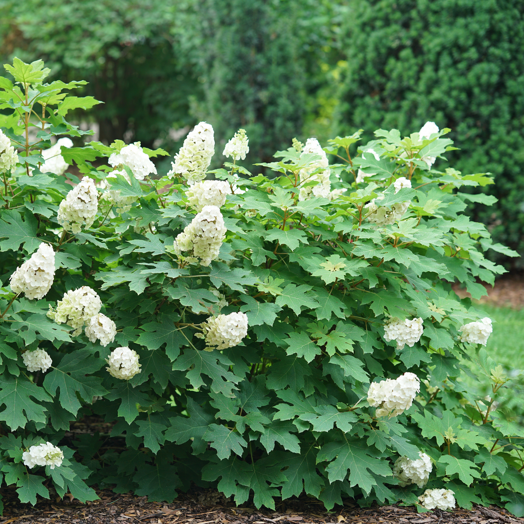 Gatsby Glow Ball oakleaf hydrangea shrubs covered in white flowers in a landscape with evergreens. 