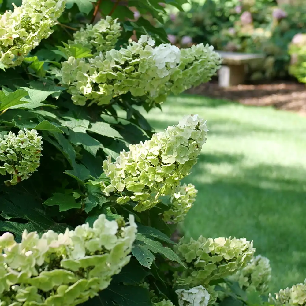 Multiple Gatsby Glow Ball oakleaf hydrangea flowerheads with bright green and white flowers. 