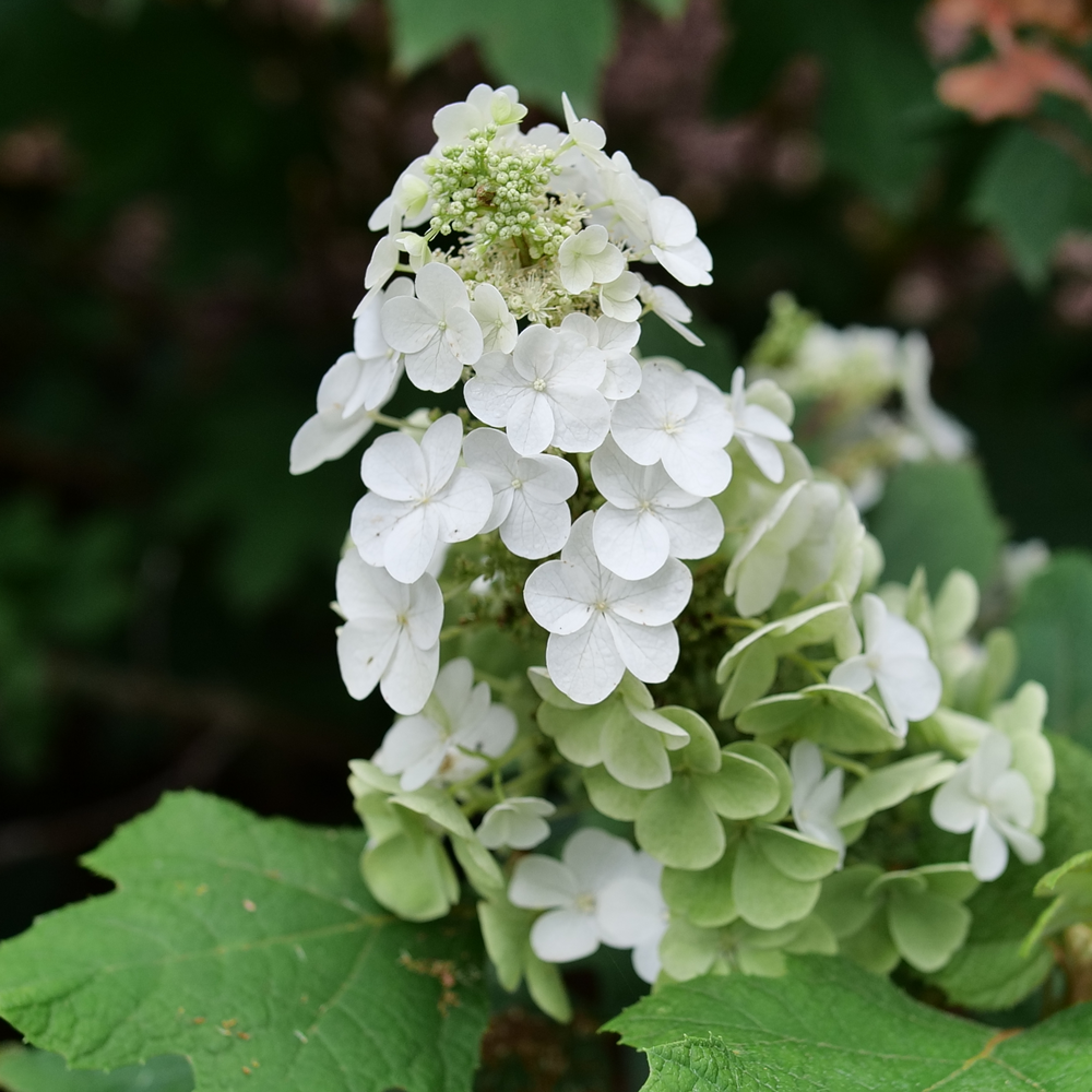 Dense white lacecap flowers with small green buds on Gatsby Glow Ball oakleaf hydrangea. 