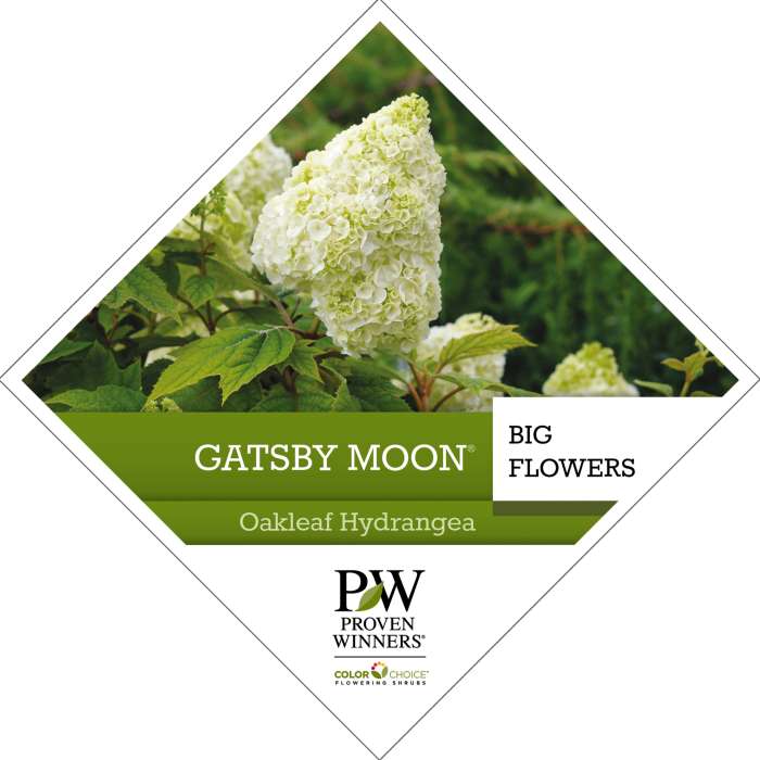 Preview of Gatsby Moon® Hydrangea Tag PDF