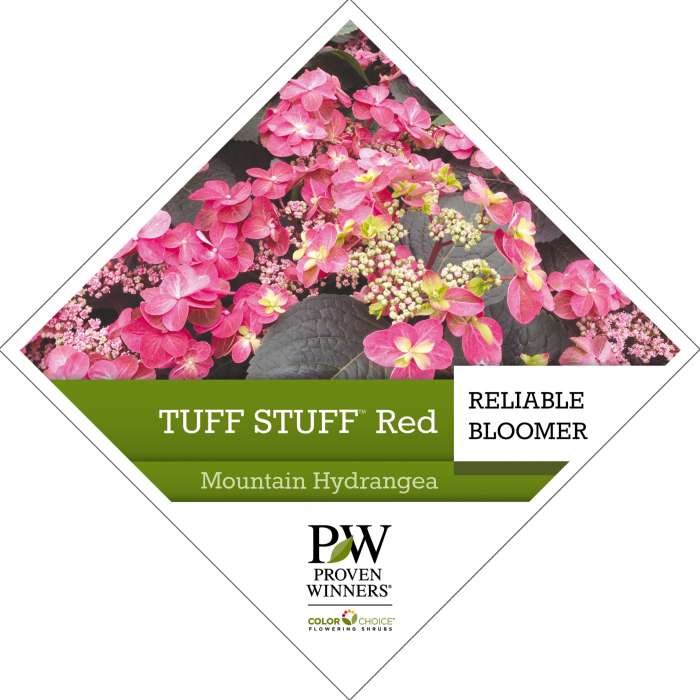 Preview of Tuff Stuff™ Red Hydrangea Tag PDF