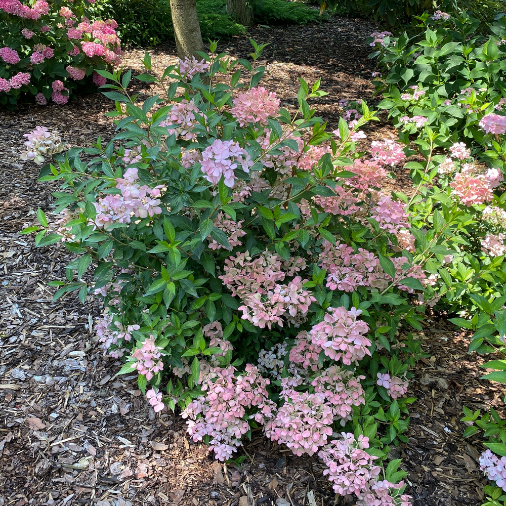 Fairytrail Fresco cascade hydrangea with pink flower heads and green foliage in a landscape. 