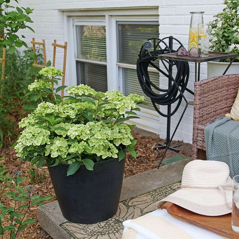 Fairytrail Green cascade hydrangea in a black decorative pot on a patio