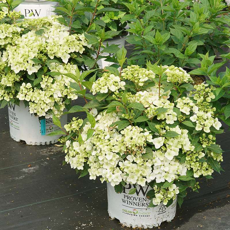 A line of Fairytrail White cascade hydrangea in a greenhouse