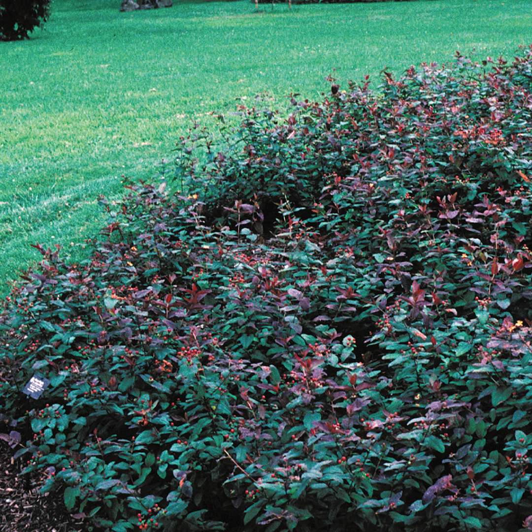 Albury Purple hypericum growing in a bed showing its low habit and purple foliage