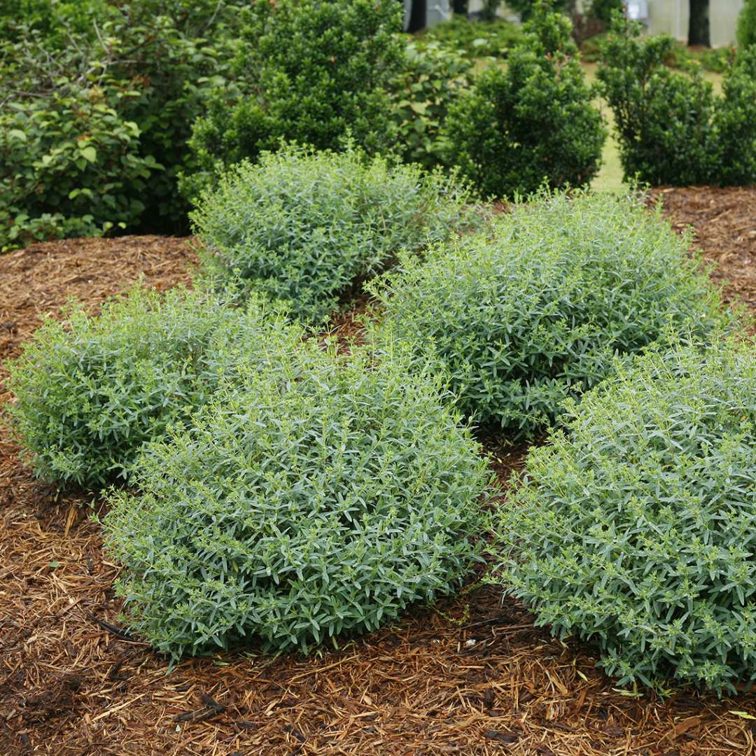 Five specimens of Blues Festival hypericum in the landscape showing their handsome blue foliage