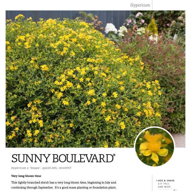 Preview of Sunny Boulevard® Hypericum Spec Sheet PDF