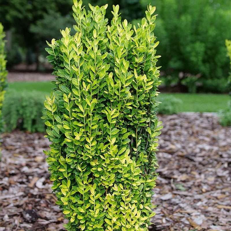 Glow Stick Ilex in a landscape