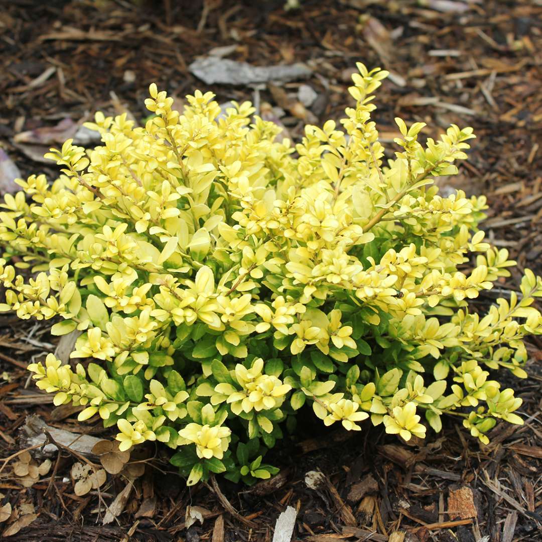 Diminutive Brass Buckle Ilex crenata in landscape