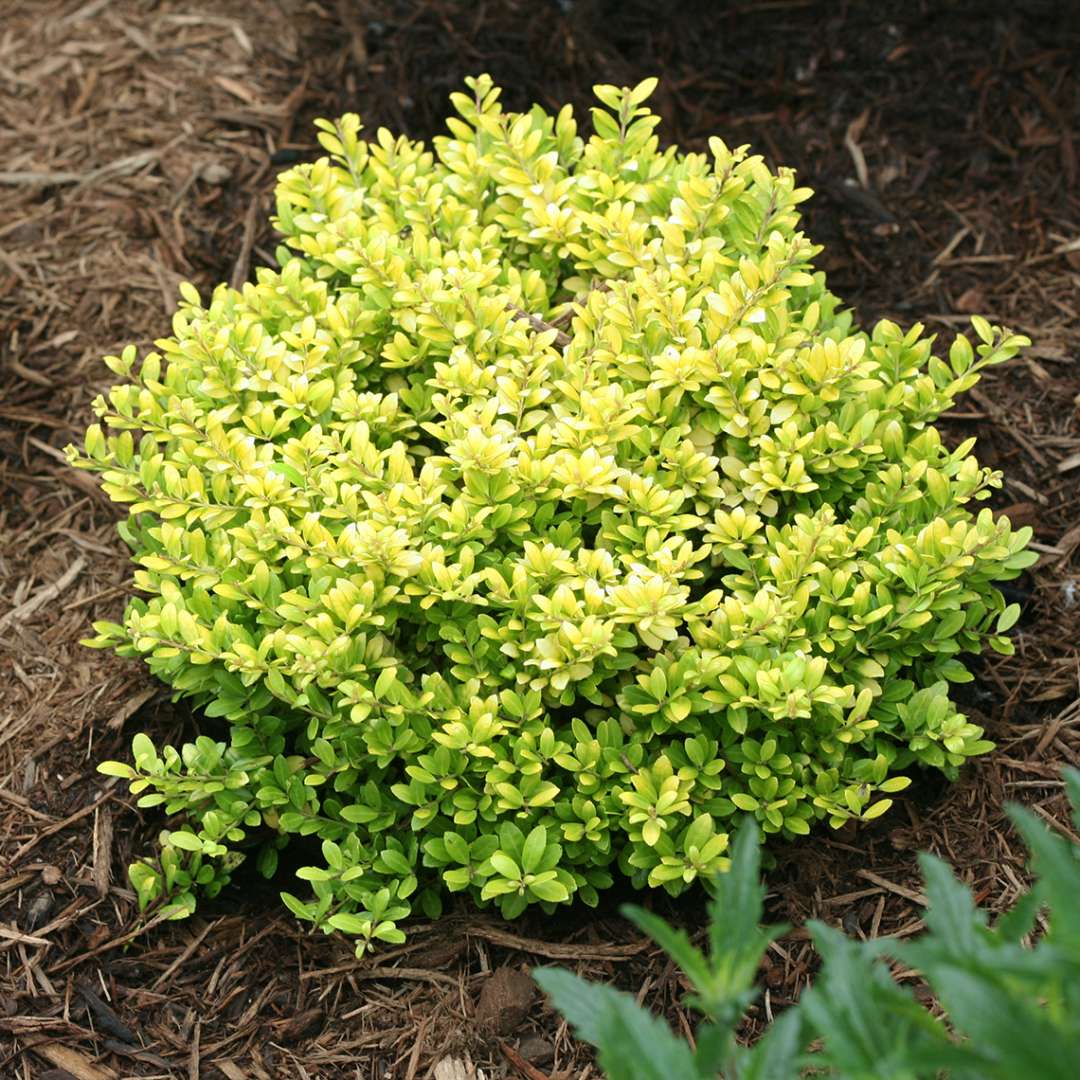 Tiny lime colored Brass Buckle Ilex crenata in landscape