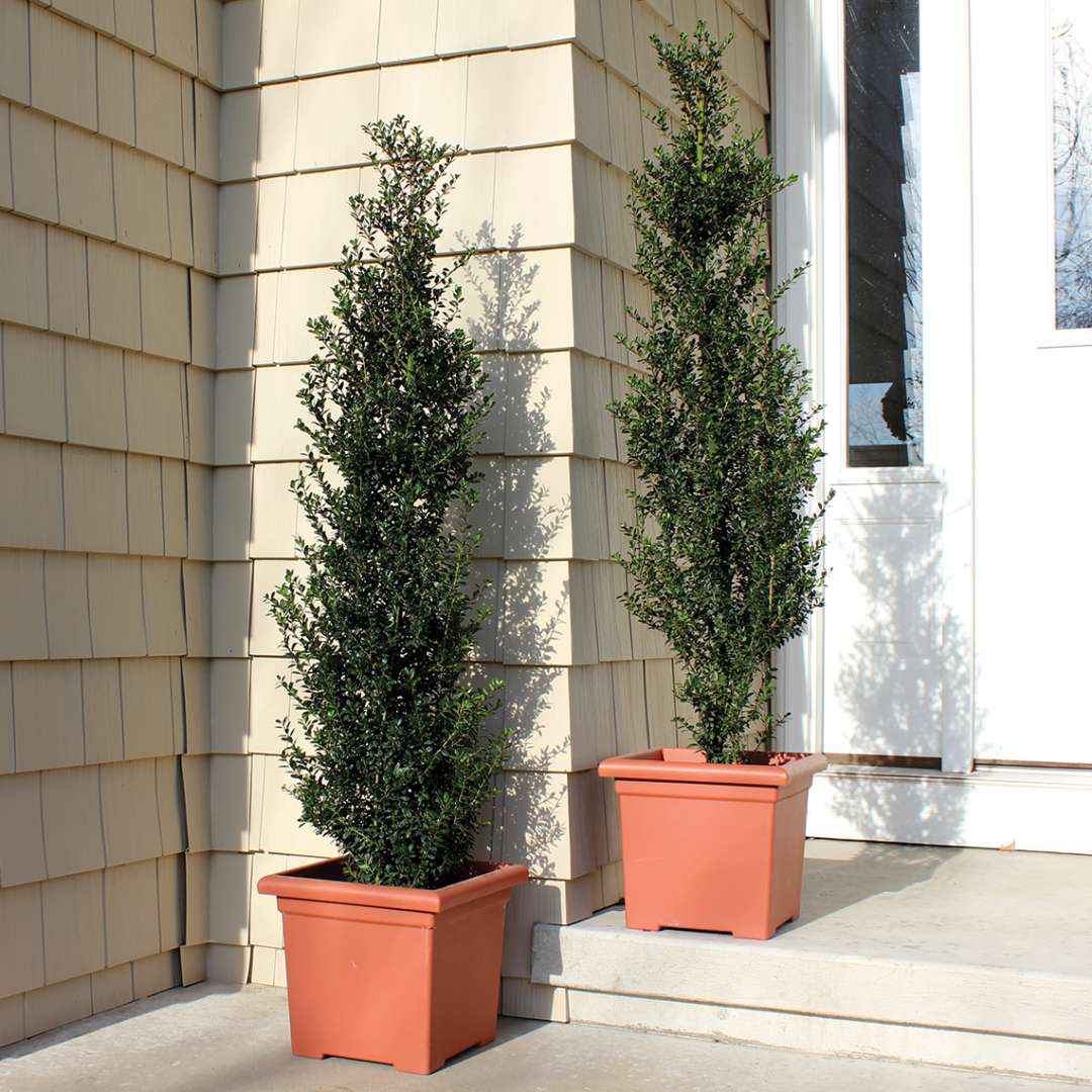 Pair of Patti O Ilex crenata in terra cotta planters on front porch