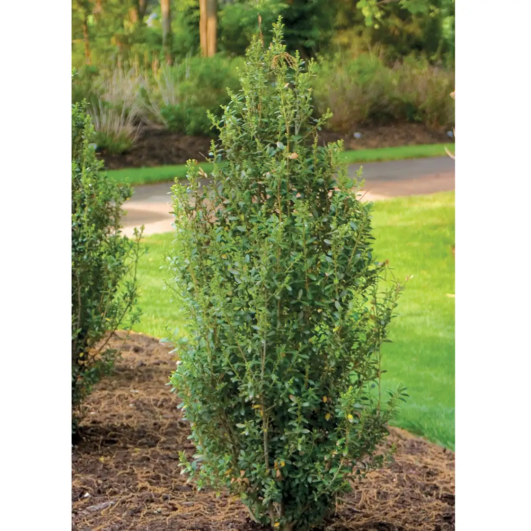 Plant Finder - Page 33 - Spring Meadow Nursery Plant Finder - Page 33 - Spring Meadow Nursery