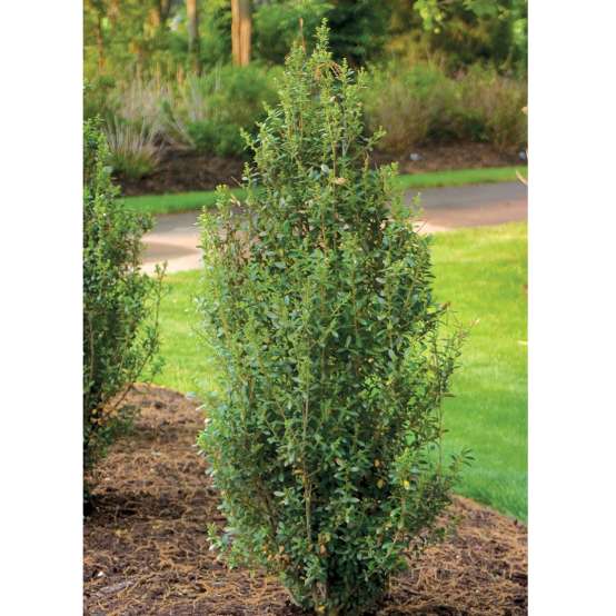 Tall and narrow Sky Box Ilex crenata in landscape