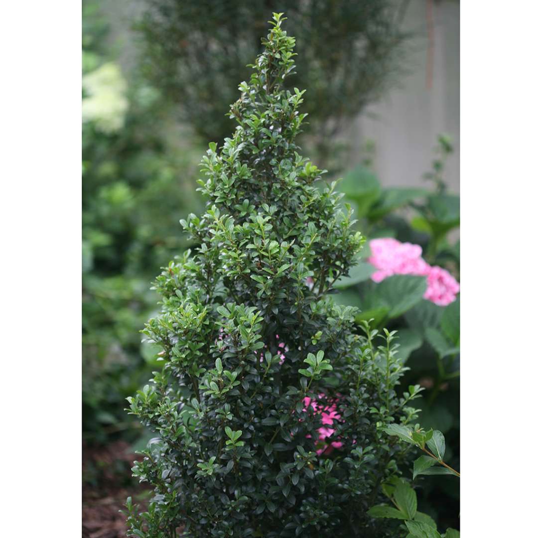 Dark evergreen Sky Box Japanese holly in garden