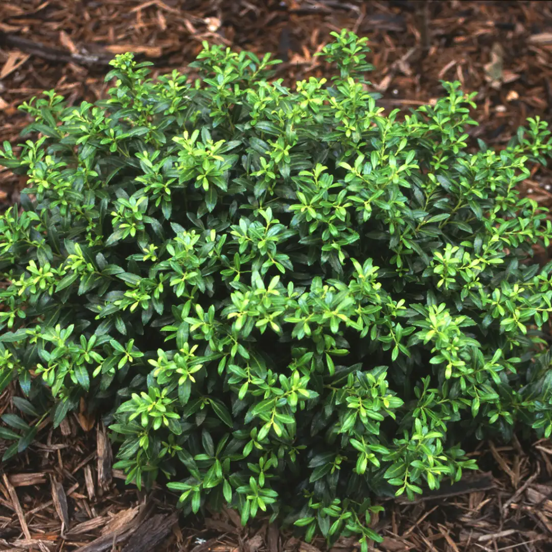  McCook - Bend The Tree【SoftTouch】 Soft Touch Ilex | Spring Meadow - wholesale liners - Spring Meadow