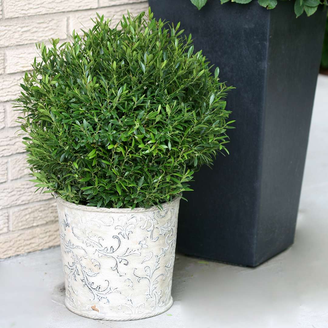 Round Gem Box Ilex glabra in decorative container