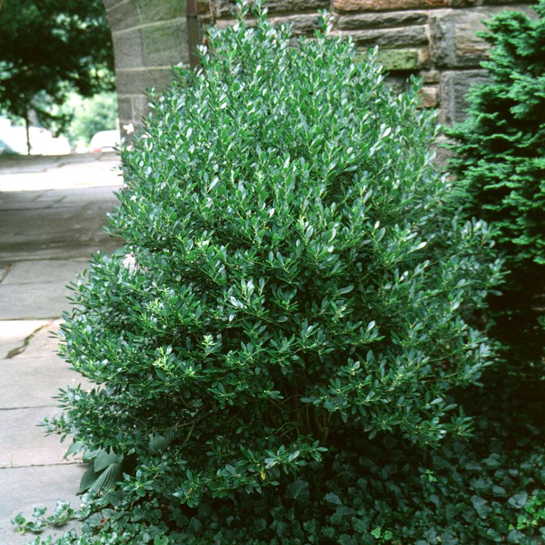 Broad pyramidal Ilex glabra Densa planted by stone wall with ivy groundcover