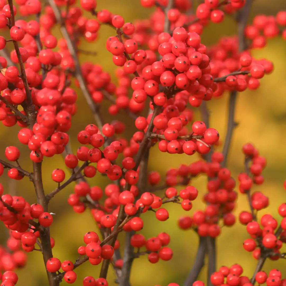 close up of the red berries of Berry Heavy winterberry holly