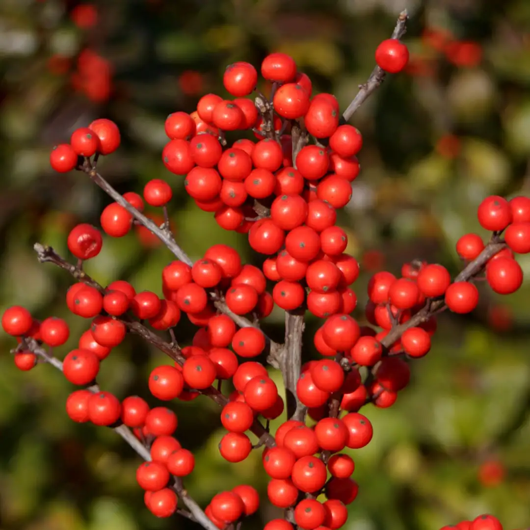 Berry Heavy Ilex | Spring Meadow - wholesale liners - Spring