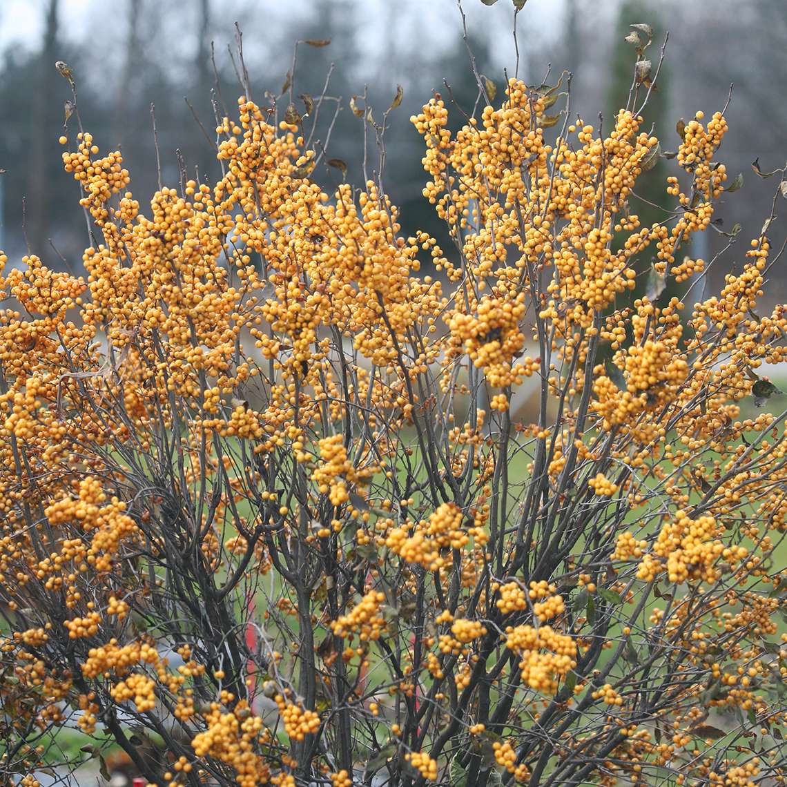 Heavy yellow fruit set on Berry Heavy Gold winterberry holly