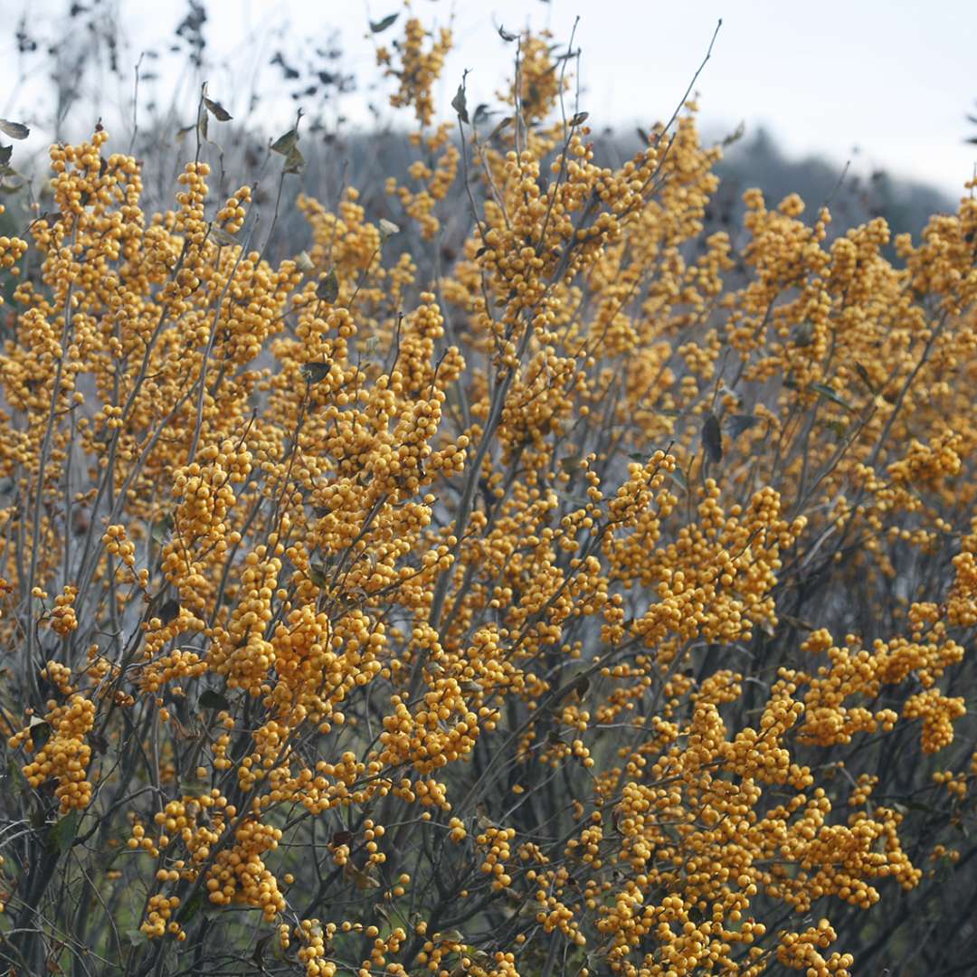 Row of Berry Heavy Gold winterberry holly with bright yellow berries