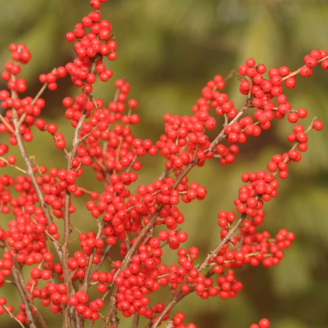 Close up of plentiful small red berries on Berry Nice winterberry holly