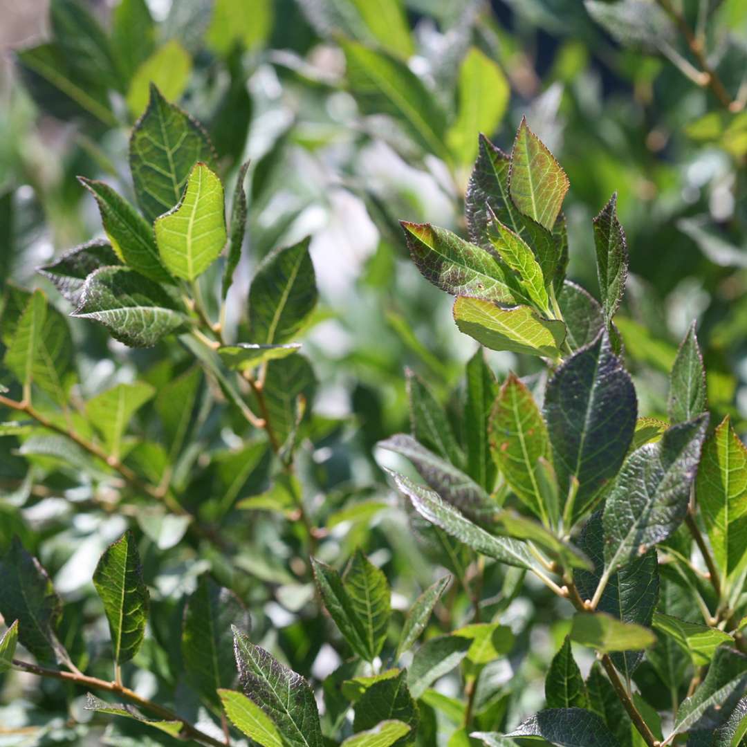 Close up of green foliage of male pollinator Little Goblin Guy winterberry holly