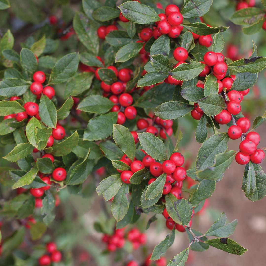 Trio of branches covered in extra large red Little Goblin Red winterberries