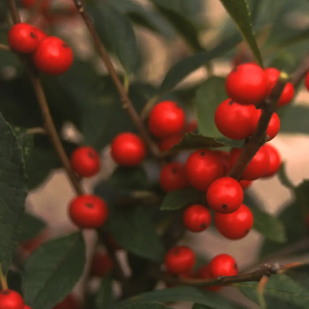 Red Sprite Ilex | Spring Meadow - wholesale liners - Spring Meadow Nursery