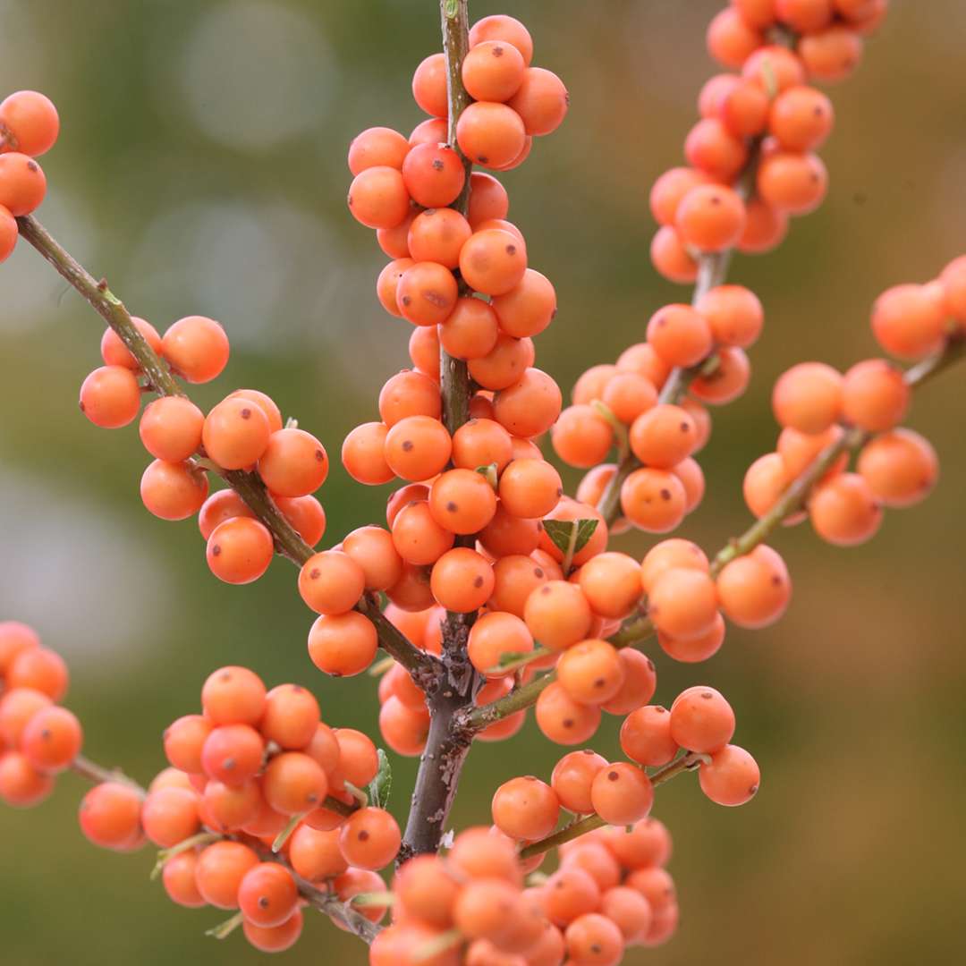 Close up of orange-gold berries on a Winter Gold winterberry stem