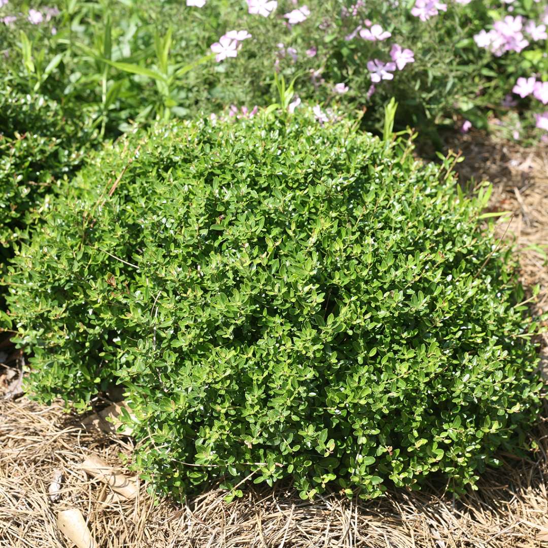 Low broad mound of Ilex vomitoria Nana in landscape