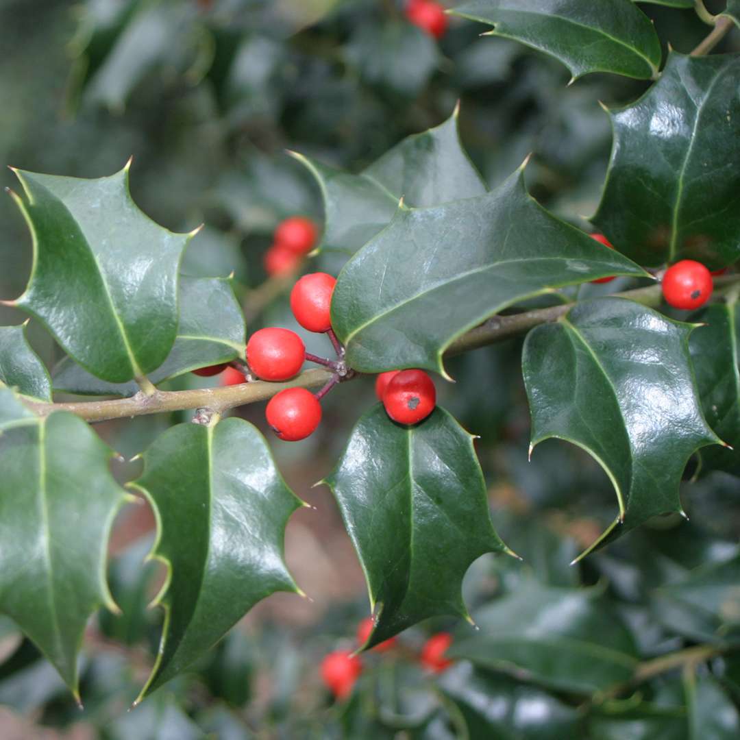 Close up of spiked Ilex x aquipernyi Dragon Lady foliage and red fruit