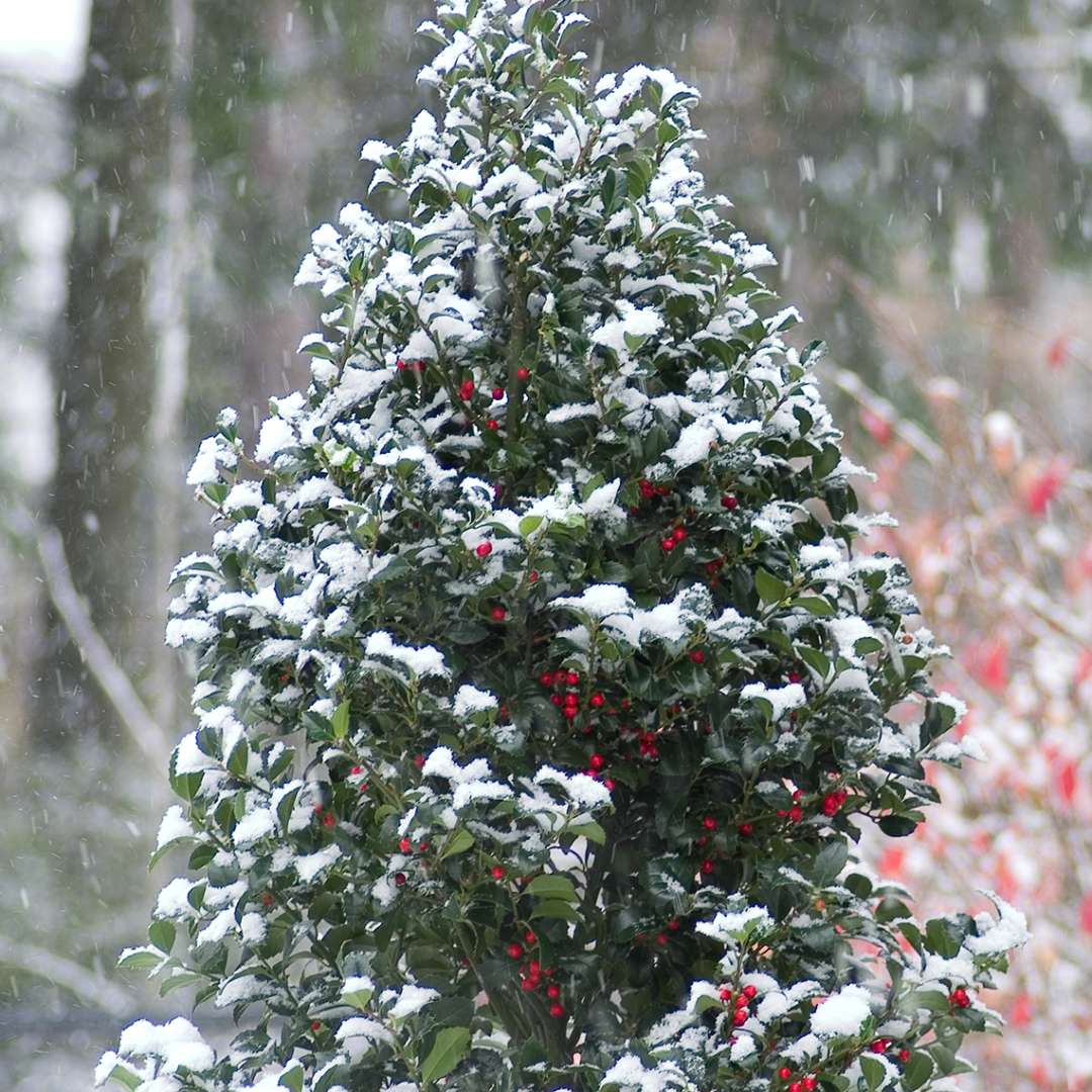 Pyramidal Castle Spire blue holly covered in a dusting of snow