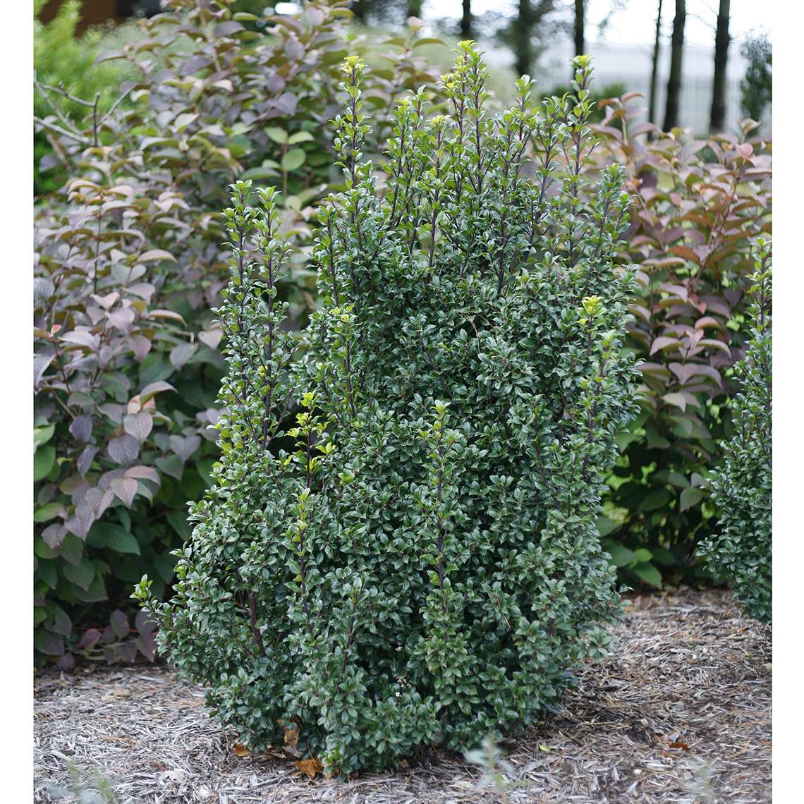 Columnar Castle Wall blue holly in landscape