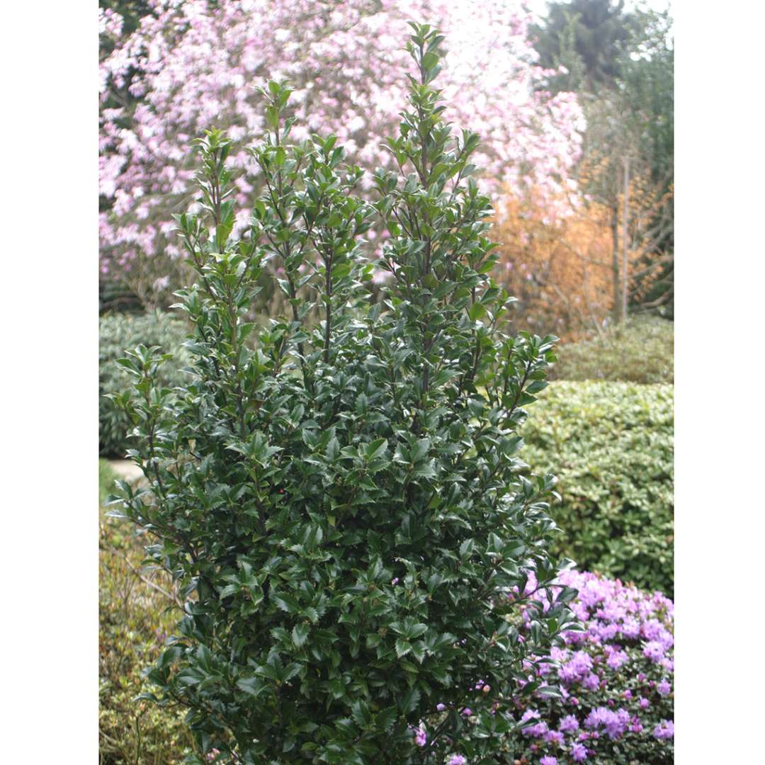 Compact and columnar Castle Wall blue holly in garden