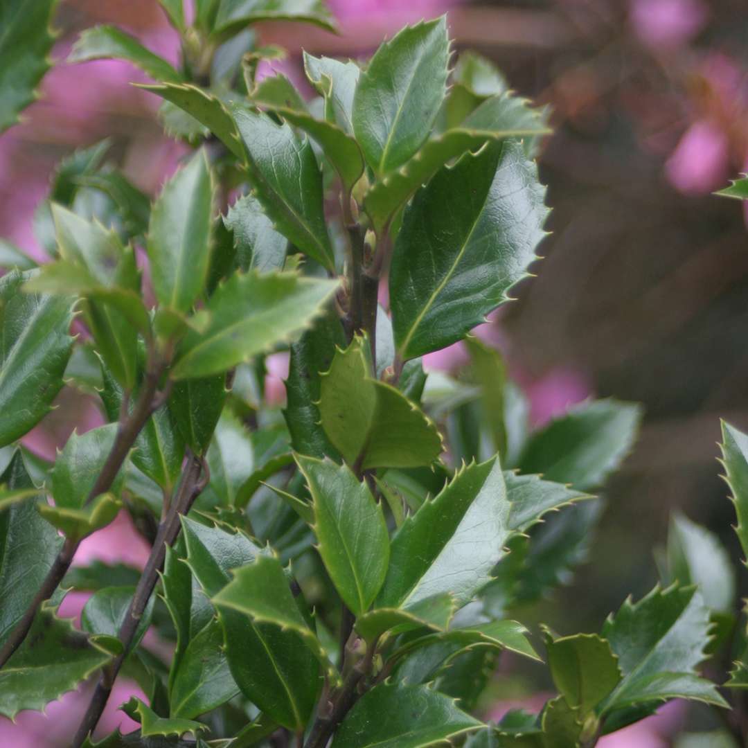 Close up of glossy evergreen Castle Wall blue holly foliage