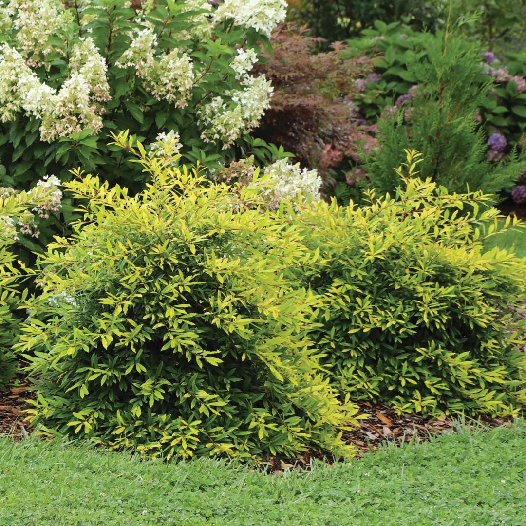 Two Glow Getter Foster hollies in the landscape. 
