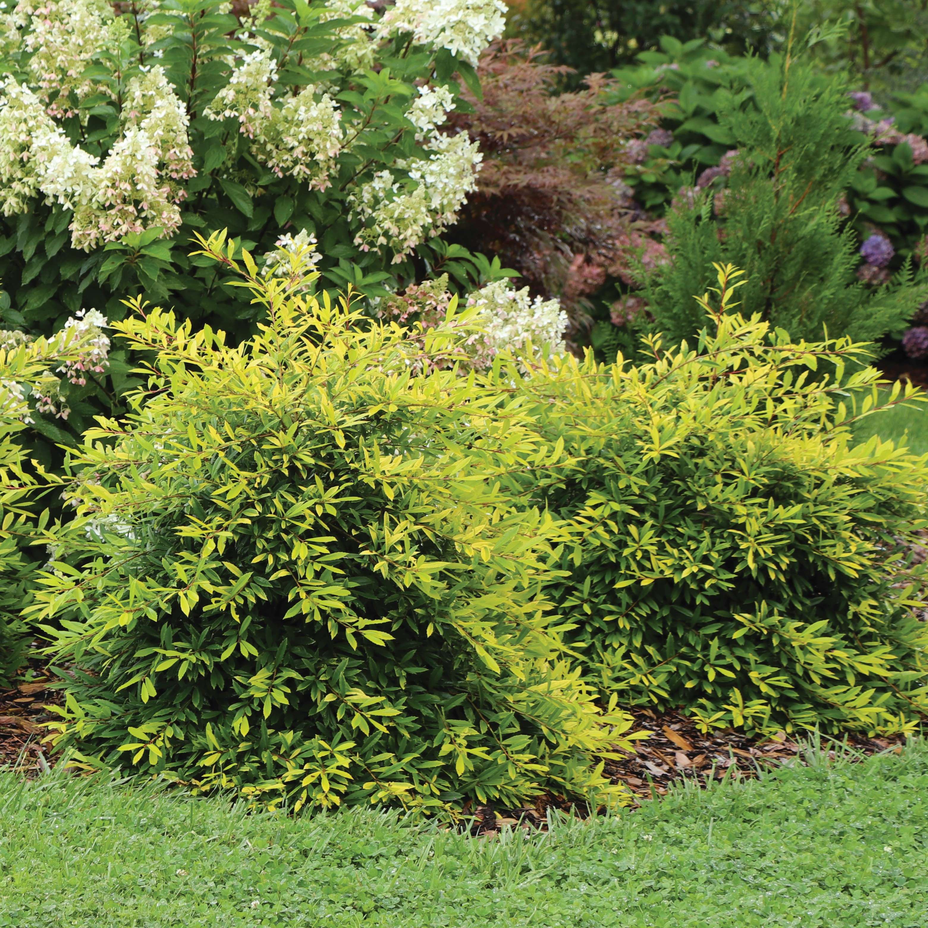 Two Glow Getter Foster hollies in the landscape. 