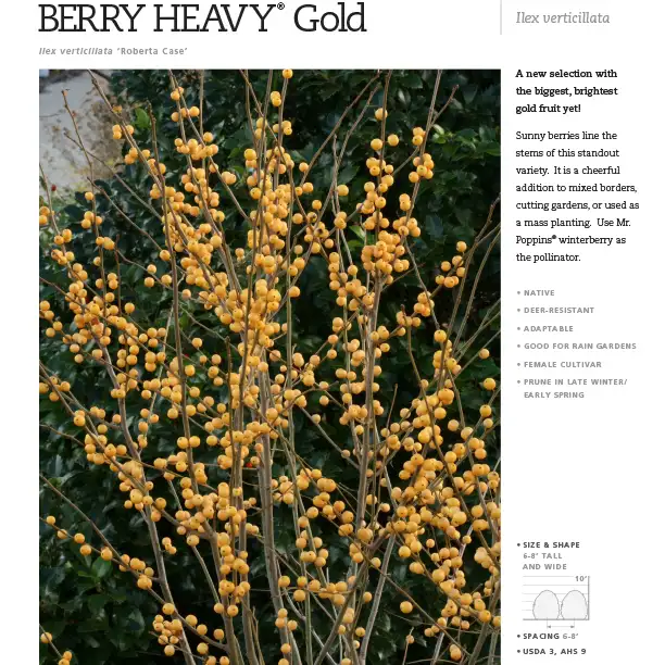 Berry Heavy® Gold Ilex Spec Sheet - Spring Meadow Nursery