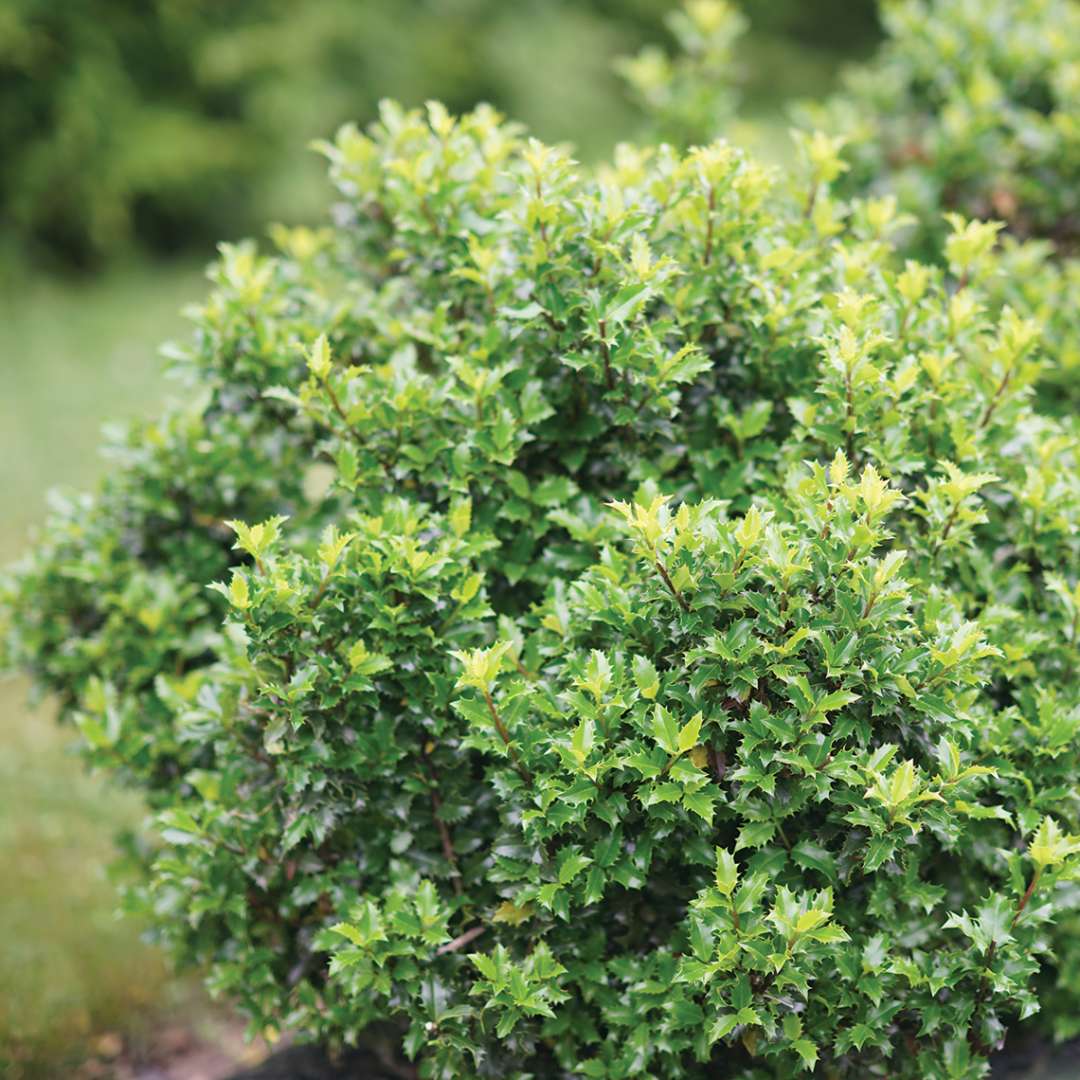 Castle Keep blue holly with healthy green foliage in a landscape