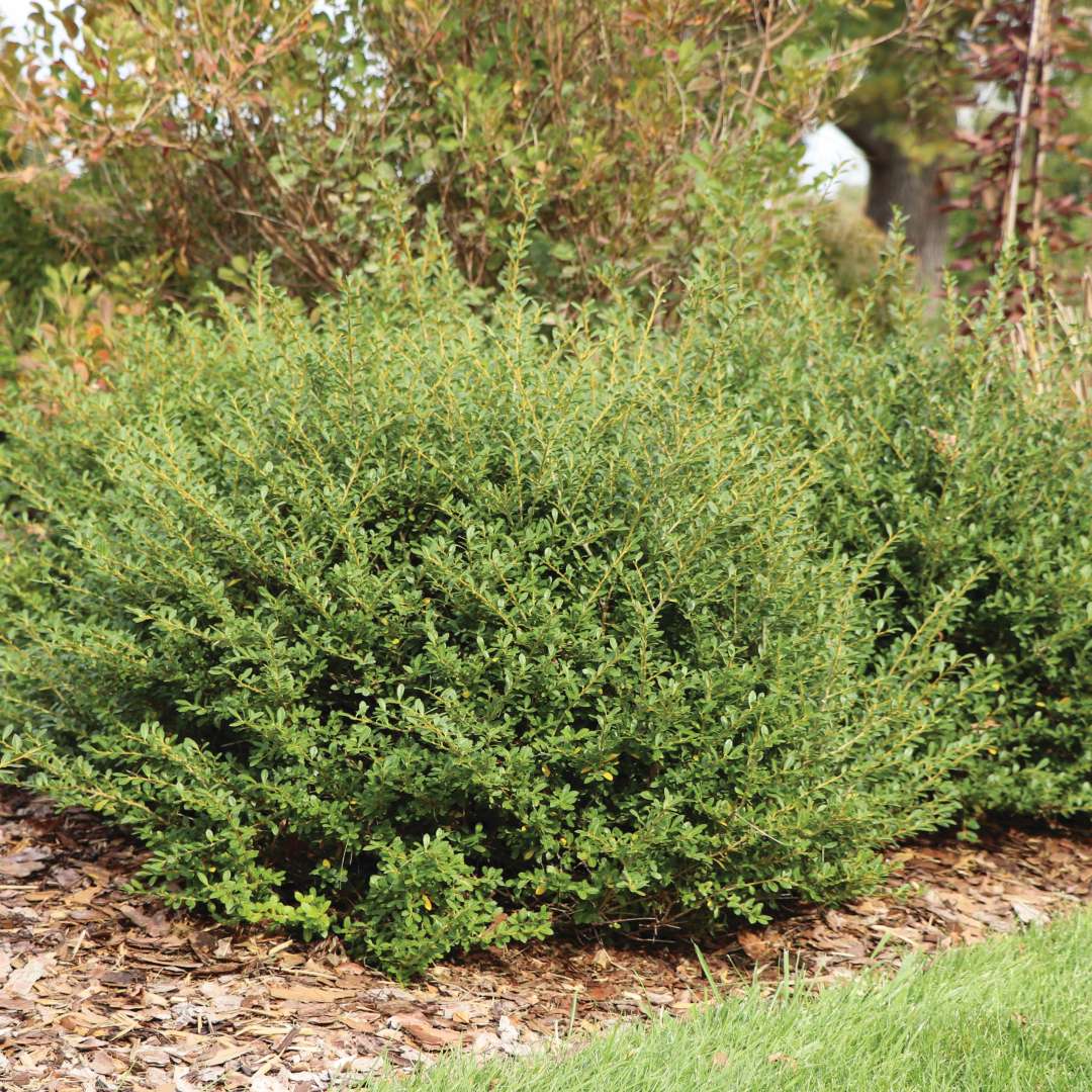 Bento Box Japanese holly in the landscape. 