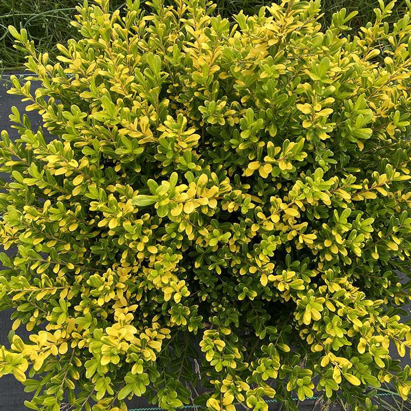 Glow Pop Ilex with vibrant yellow foliage