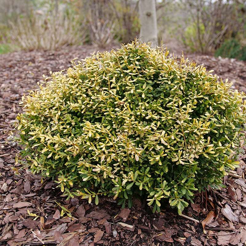 Glow Pop japanese holly in a garden